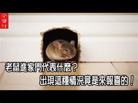 老鼠代表什麼